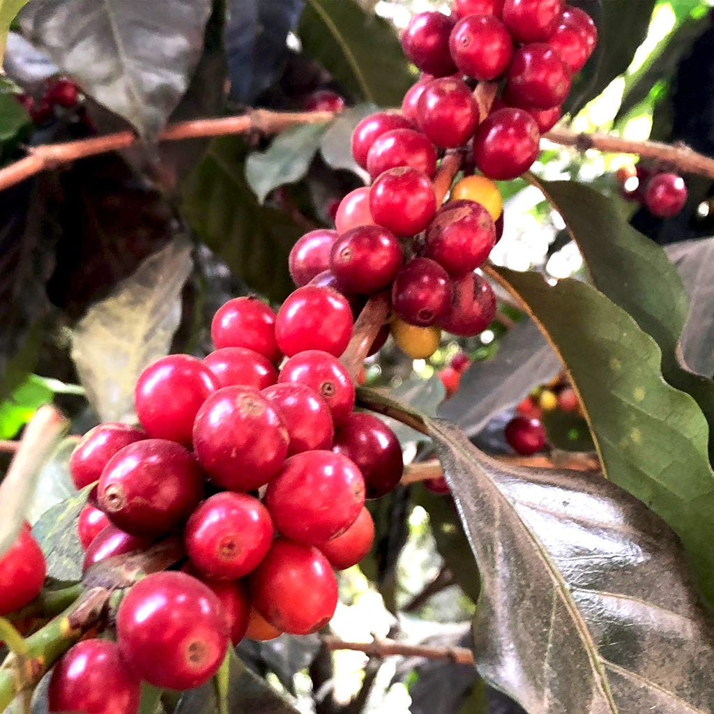 Koffee Kult Koffee Kult Medium Roast Smooth and Flavorful Ground Coffee - Perfect for a Relaxing Cup Anytime (Medium Roast, 32oz)