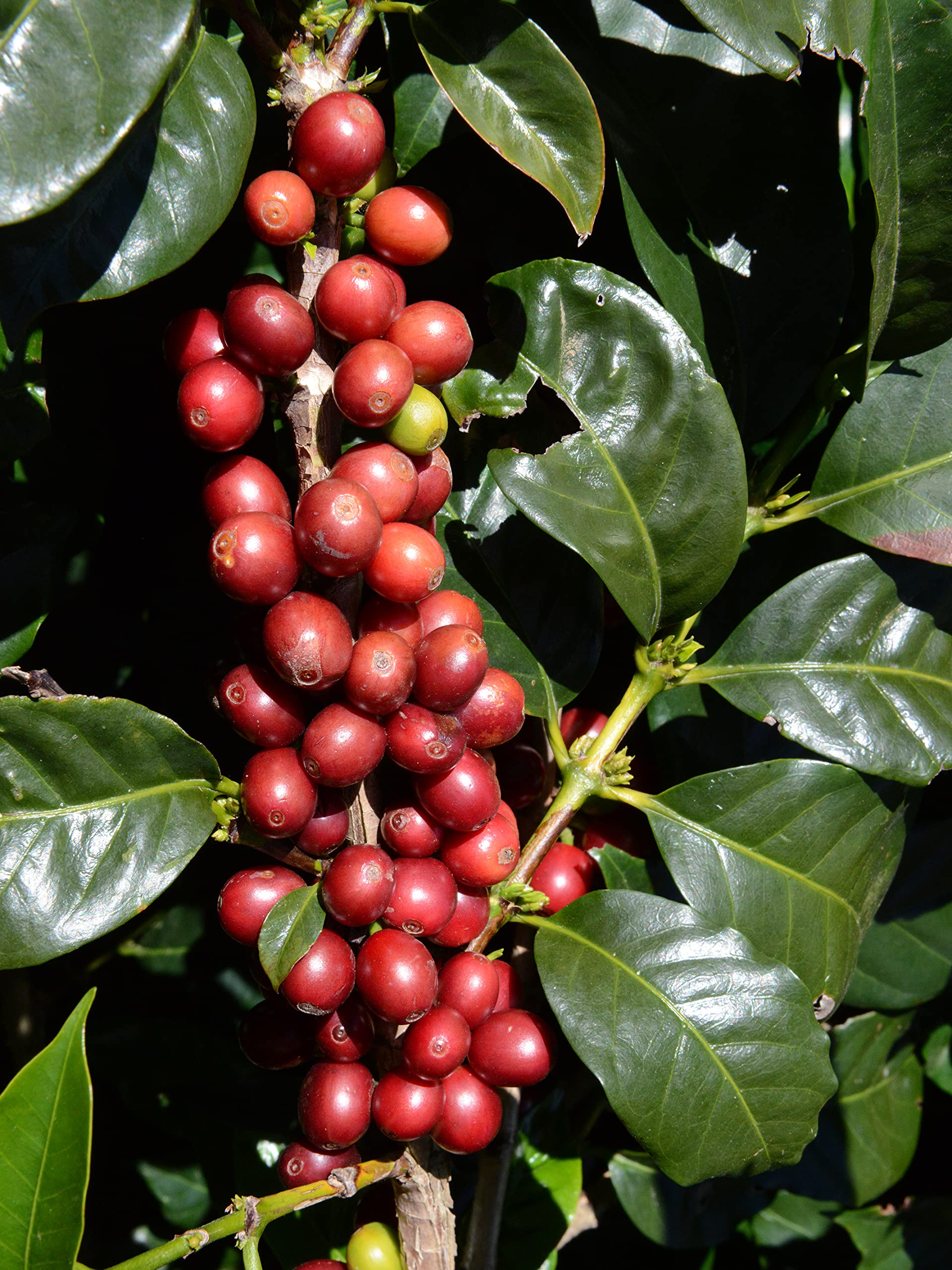 Koffee Kult Koffee Kult Medium Roast Smooth and Flavorful Ground Coffee - Perfect for a Relaxing Cup Anytime (Medium Roast, 32oz)