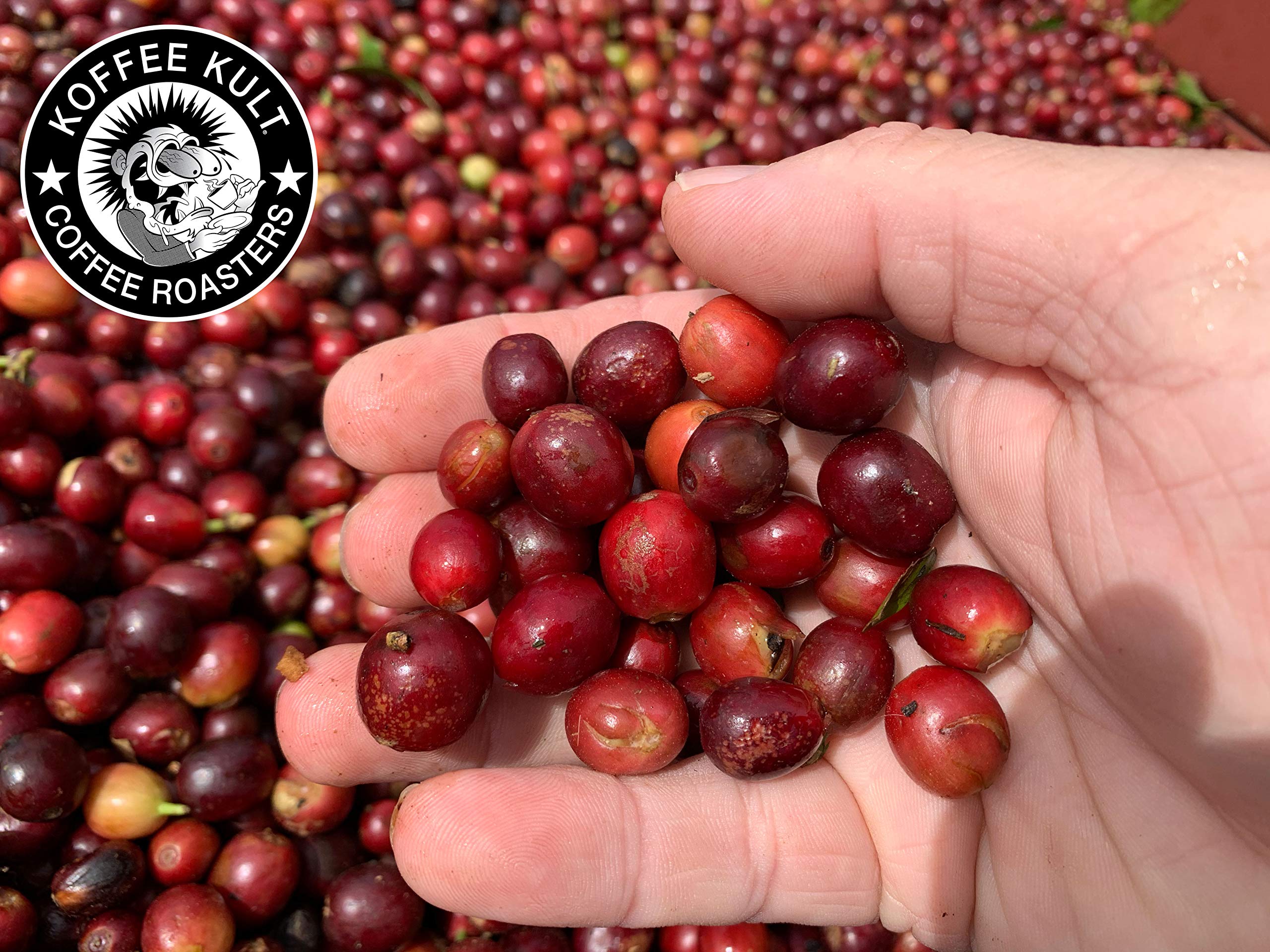 Koffee Kult Koffee Kult Medium Roast Smooth and Flavorful Ground Coffee - Perfect for a Relaxing Cup Anytime (Medium Roast, 32oz)